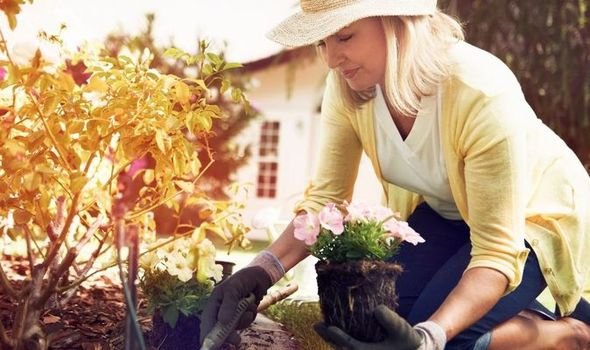 Garden Enthusiasts Paradise: Amazons Best Lawn And Garden Essentials