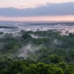 Forest in Tikal National Park in northern Guatemala